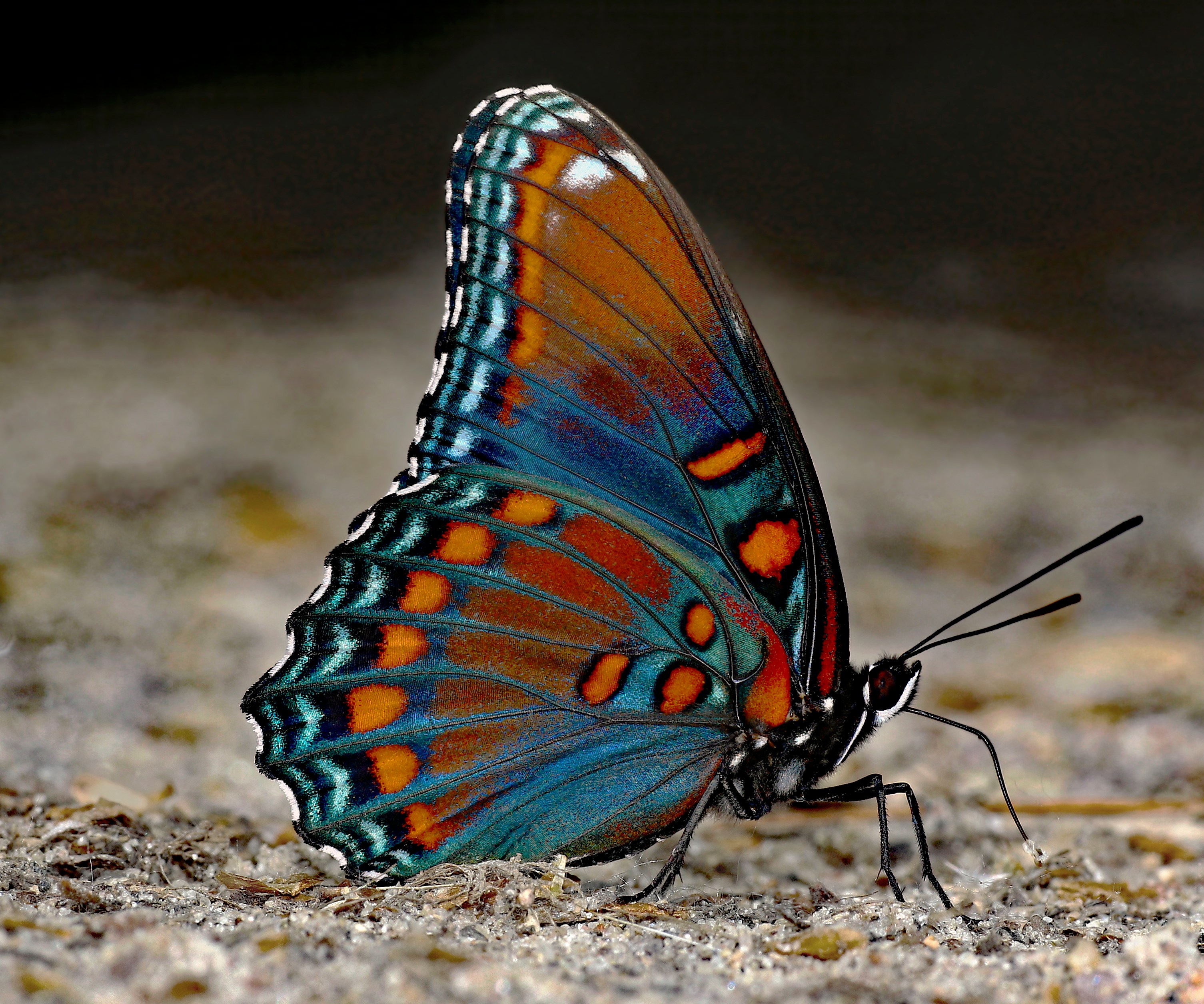 Kipepeo Butterfly House