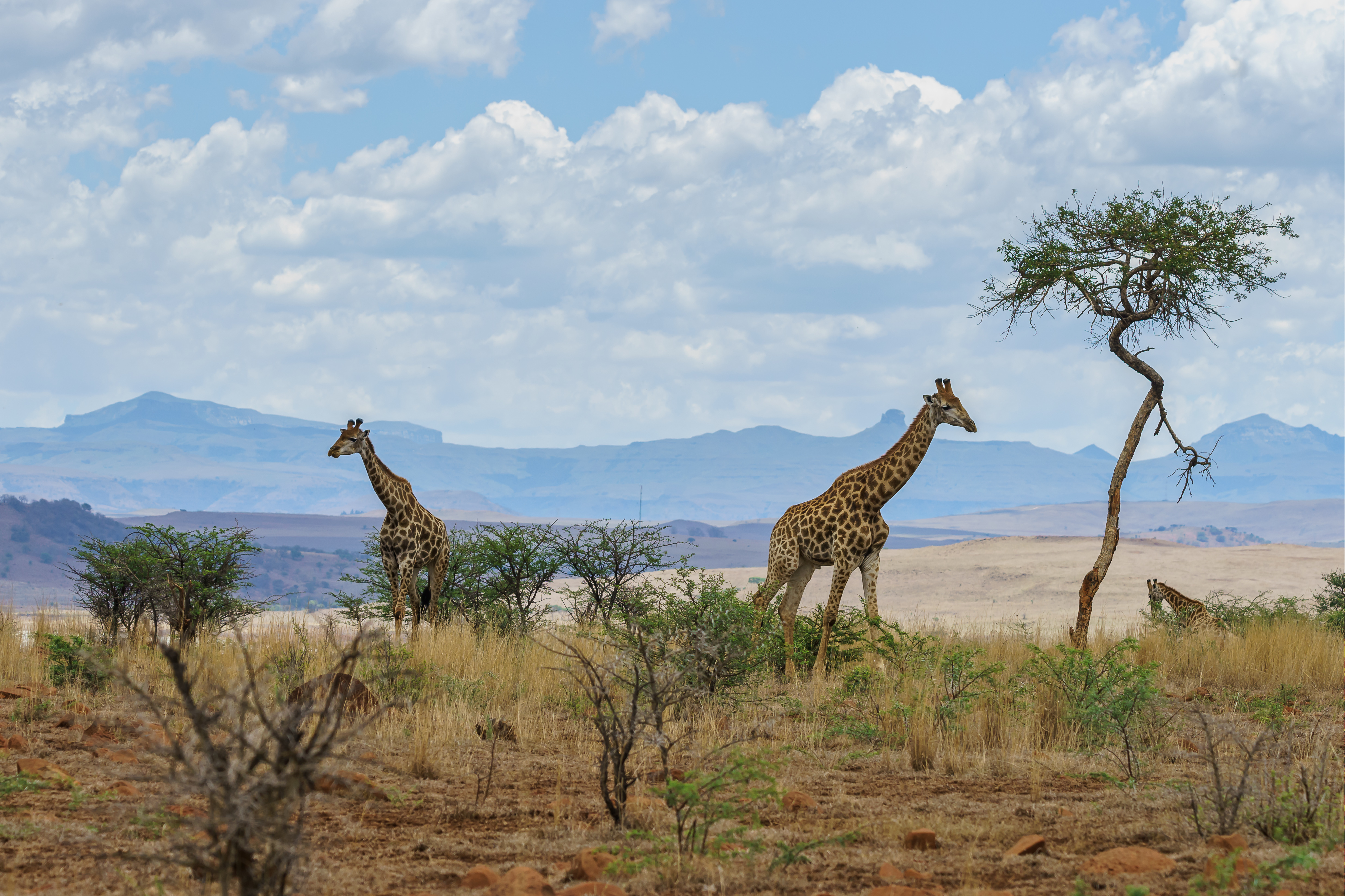 safari