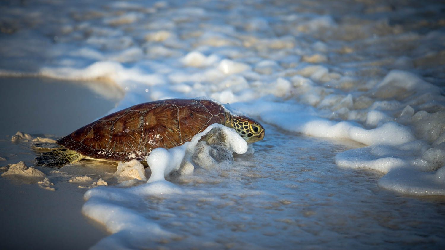 Watamu Turtle Watch